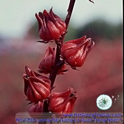 Cây Bụp giấm. Hibiscus sabdariffa L - Cây Thuốc Nam Quanh Ta